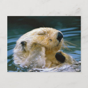otter in de pool briefkaart
