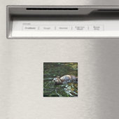 Otter Magneet (Insitu (Vaatwasser))