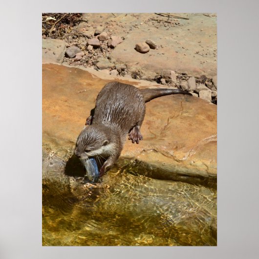 Otter Manger Du Poisson Par Étang, Poster (Devant)