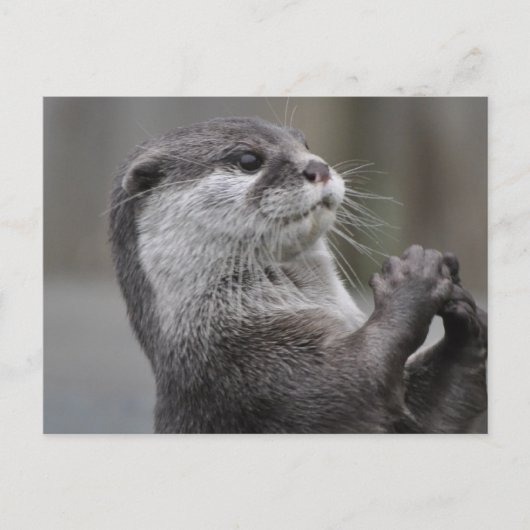 Otter MastermineBriefkaart Briefkaart (Voorkant)