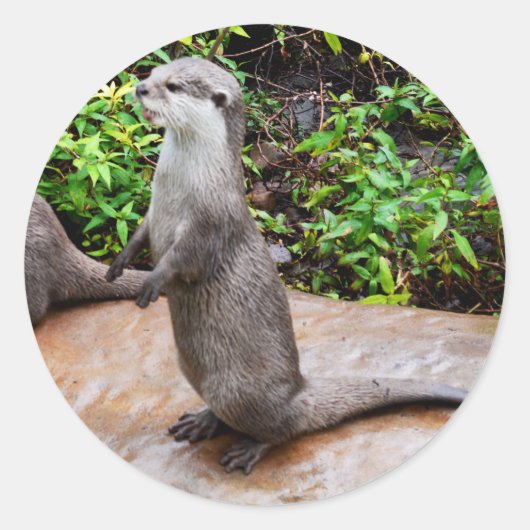 Otter moet praten, Otter, ronde Stickers. Sticker (Voorkant)