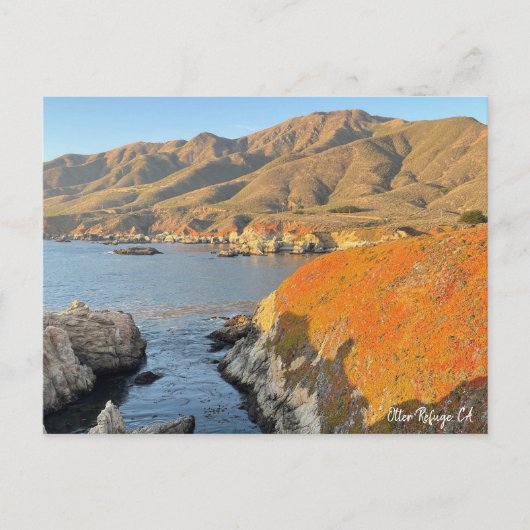 Otter Refuge, CA Briefkaart (Voorkant)