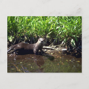 Otter-zomer Briefkaart