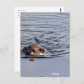 Otter Zwemfoto Briefkaart (Voorkant / Achterkant)