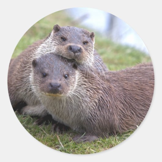 Otterly in Love Sticker (Voorkant)