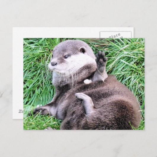 OTTERS BRIEFKAART (Voorkant / Achterkant)