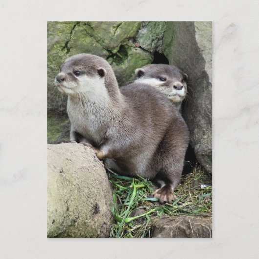 OTTERS BRIEFKAART (Voorkant)