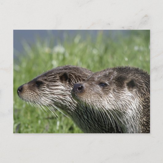 Otters Briefkaart (Voorkant)