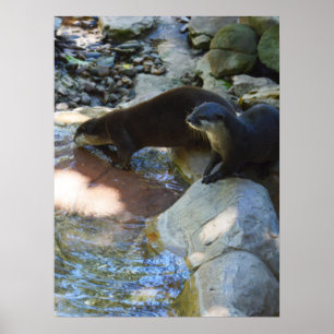 otters Drink, Poster