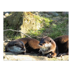 OTTERS FOTO AFDRUK