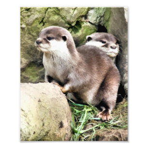 OTTERS FOTO AFDRUK