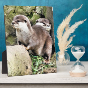OTTERS FOTOPLAAT
