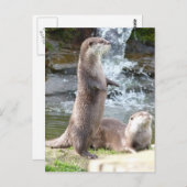 Otters genieten van de zon briefkaart (Voorkant / Achterkant)