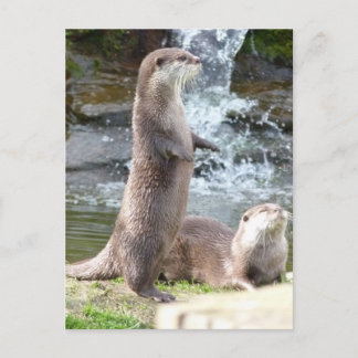Otters genieten van de zon briefkaart