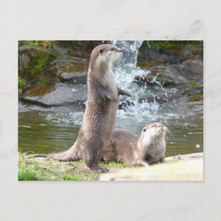 Otters genieten van de zon briefkaart
