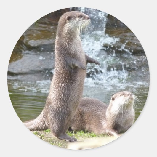 Otters genieten van de zon ronde sticker (Voorkant)