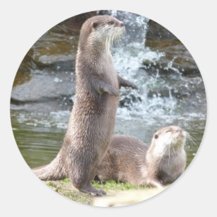 Otters genieten van de zon ronde sticker