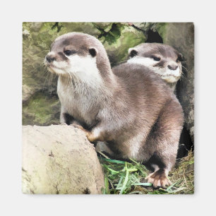 OTTERS MAGNEET