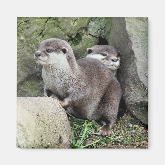 OTTERS MAGNEET (Voorkant)