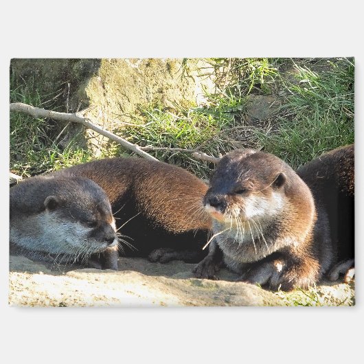OTTERS MAGNEET (Voorkant)
