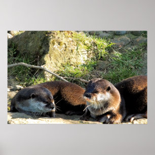 OTTERS POSTER