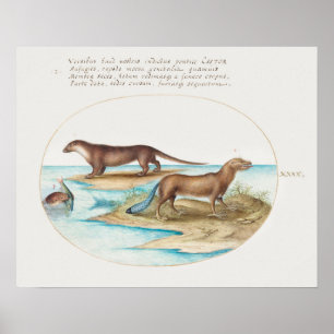 otters poster