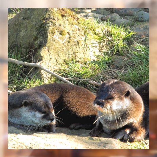 OTTERS RAAMSTICKER (Vel 2)