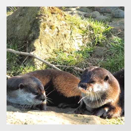 OTTERS RAAMSTICKER (Vel)