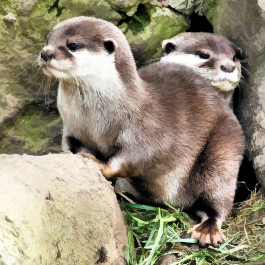 OTTERS SLEUTELHANGER