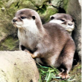 OTTERS STANDAARD SCHORT