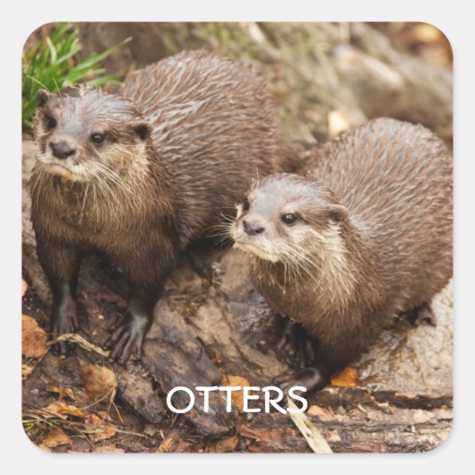 Otters sticker (Voorkant)