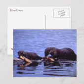 Otters Wildlife Series # 15 Briefkaart (Voorkant / Achterkant)