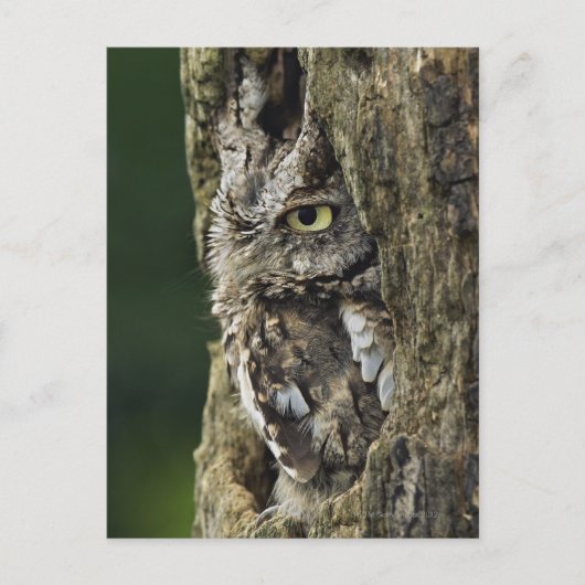 Otus asio briefkaart (Voorkant)