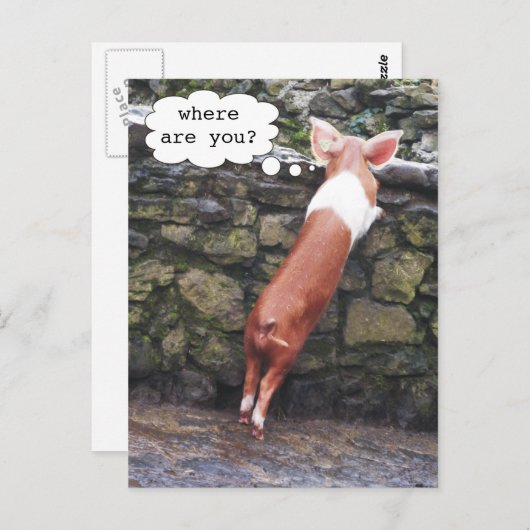Où es-tu ? Cartes postales Funny Pig Photo (Devant / Derrière)