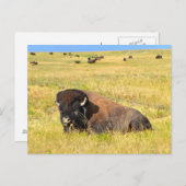 Où La Carte Postale Buffalo Roam (Devant / Derrière)