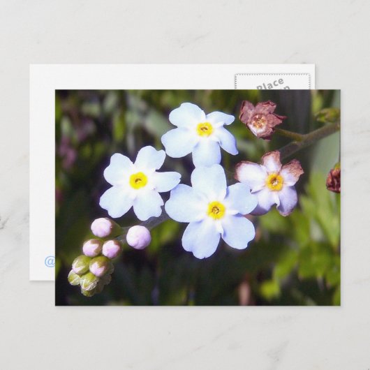 Oubliez-moi les notes 1 carte postale (Devant / Derrière)