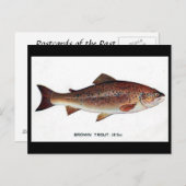 Oud Briefkaart - bruine forel (Voorkant / Achterkant)
