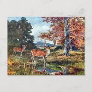 Oud Briefkaart - Deer