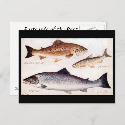 Oud Briefkaart - forel, verkoper en zalm (Voorkant / Achterkant)