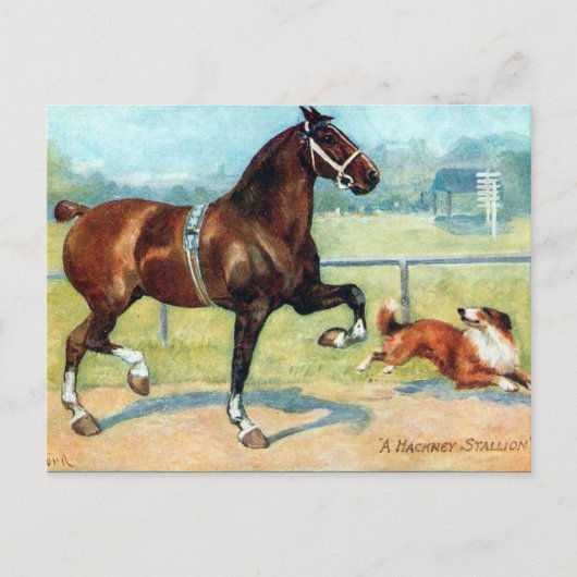 Oud Briefkaart - Hackney Stallion (Voorkant)