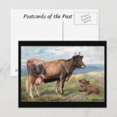 Oud Briefkaart - Jersey Cow en Calf (Voorkant / Achterkant)