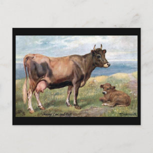 Oud Briefkaart - Jersey Cow en Calf