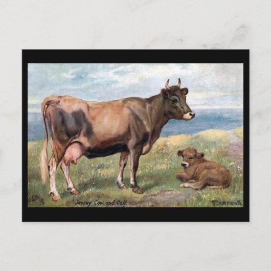 Oud Briefkaart - Jersey Cow en Calf (Voorkant)