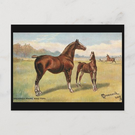 Oud Briefkaart - Paarden (Voorkant)
