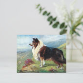 Oud Briefkaart - Scotch Collie (Staand voorkant)
