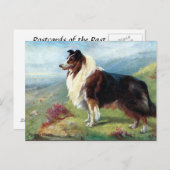 Oud Briefkaart - Scotch Collie (Voorkant / Achterkant)