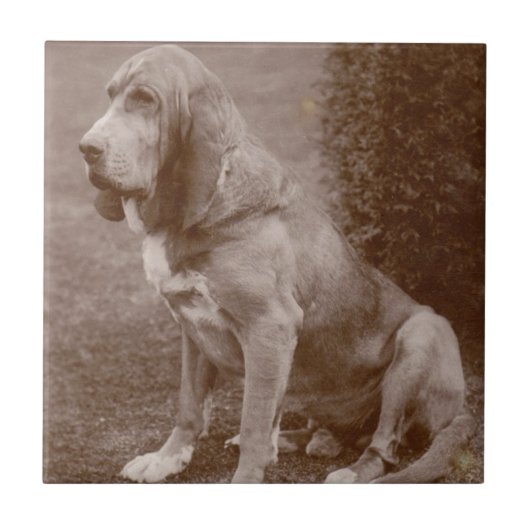 Oud Engels Bloodhound Tegeltje (Voorkant)