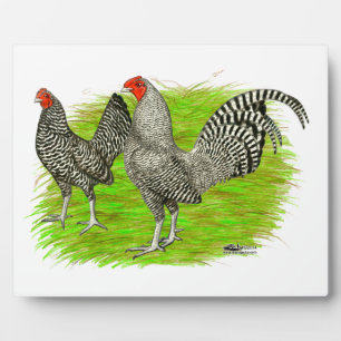 Oud Engels Game Barred Chickens Fotoplaat