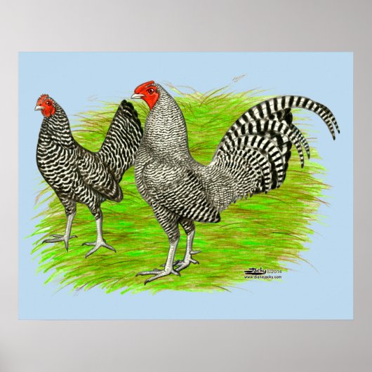 Oud Engels Game Barred Chickens Poster (Voorkant)