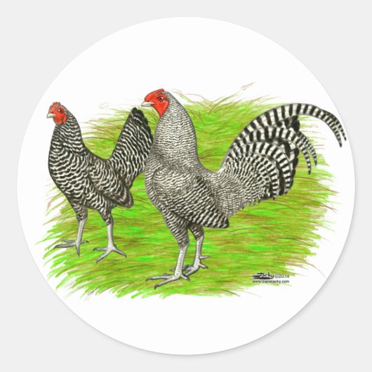 Oud Engels Game Barred Chickens Ronde Sticker (Voorkant)